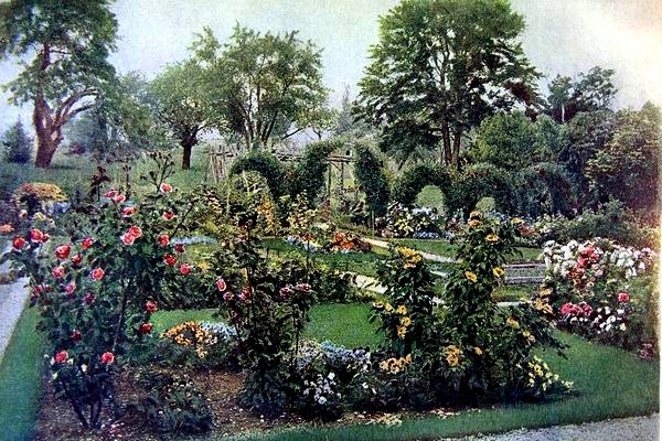 rose flowers garden. The American Flower Garden: