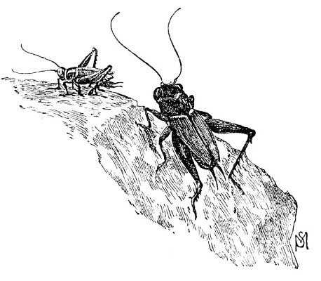 cricket insect clipart. Valueclips clip art cricket