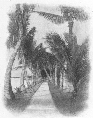 FLORIDA TRAILS. As Seen From Jacksonville To Key West And From November To (1910)