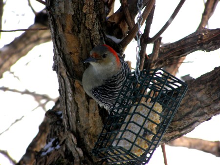 Red_BelliedWoodpecker.jpg