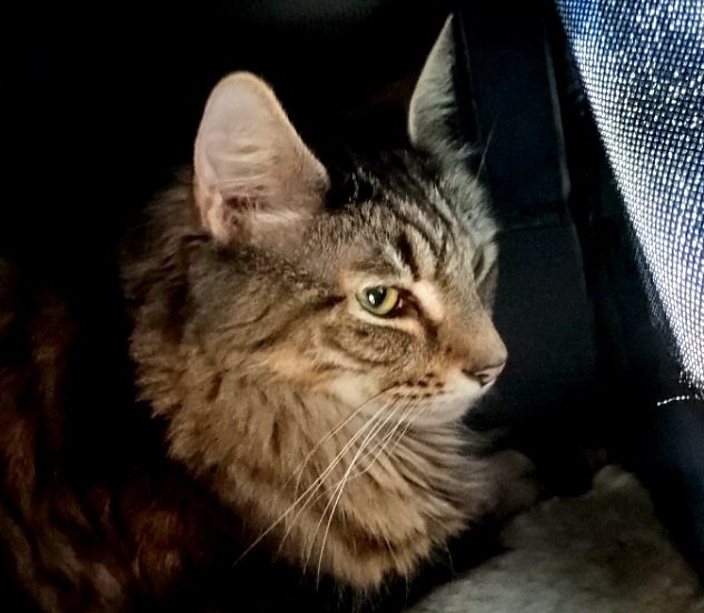 Toby in Cat Carrier