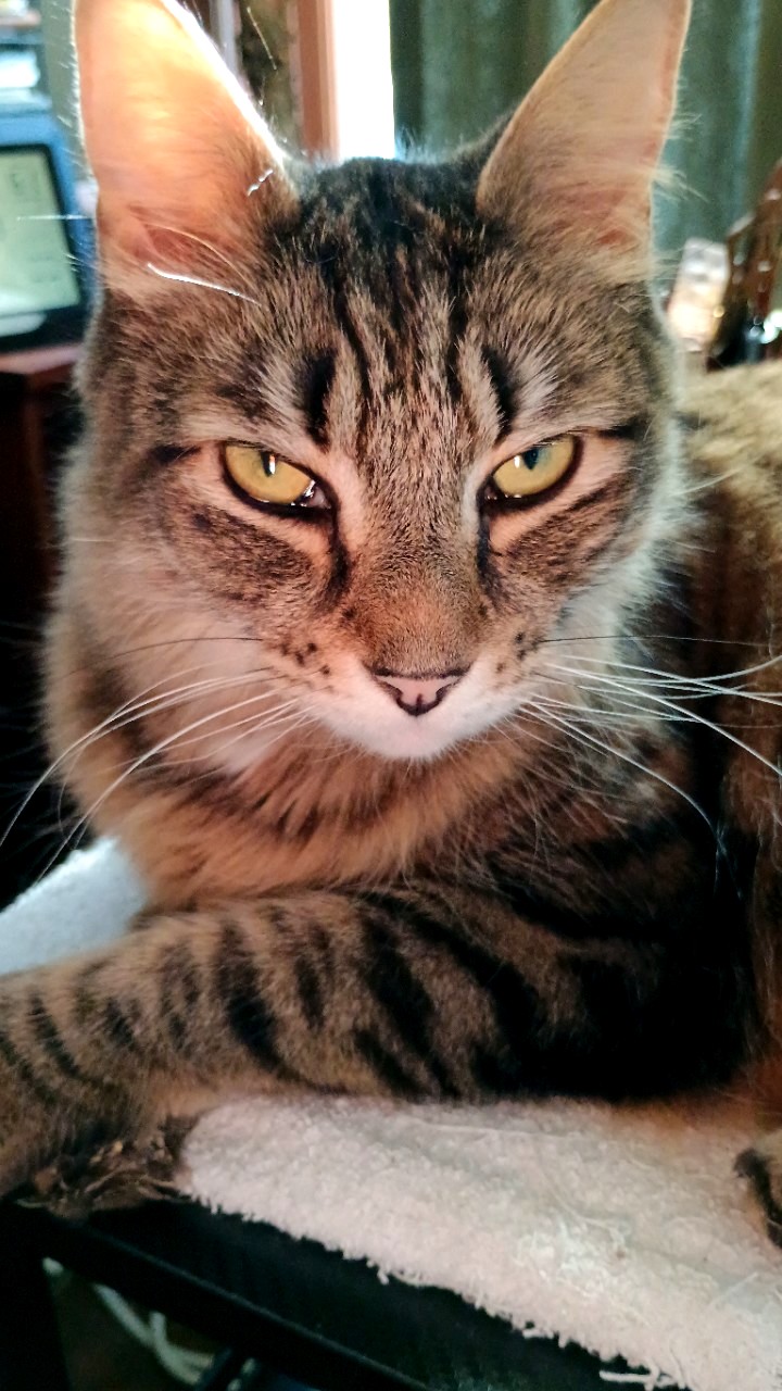 Toby on Desk Towel